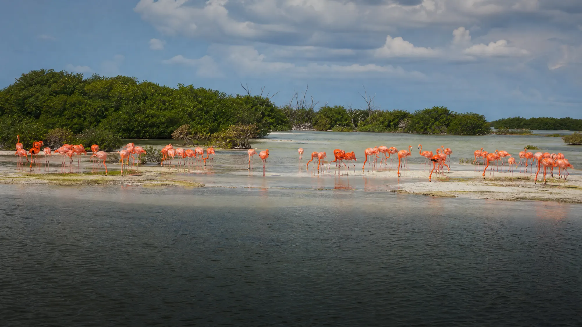 Explorez une zone humide côtière de 60,348 hectares où le golfe du Mexique rencontre les Caraïbes. Naviguez dans les tunnels de mangrove et observez d'immenses colonies de flamants.