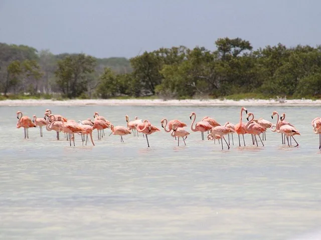 Une colonie de flamants roses pataugeant dans une eau peu profonde avec des arbres en arrière-plan.