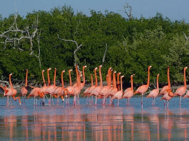 Stormo di fenicotteri rosa che guadano in acque basse vicino alle mangrovie