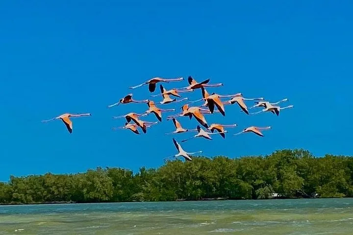 Un groupe de flamants roses volant au-dessus d'un plan d'eau près d'un rivage.