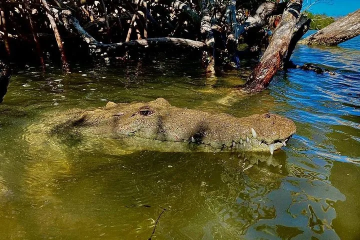 Un crocodile partiellement immergé dans l'eau près de racines de palétuviers.