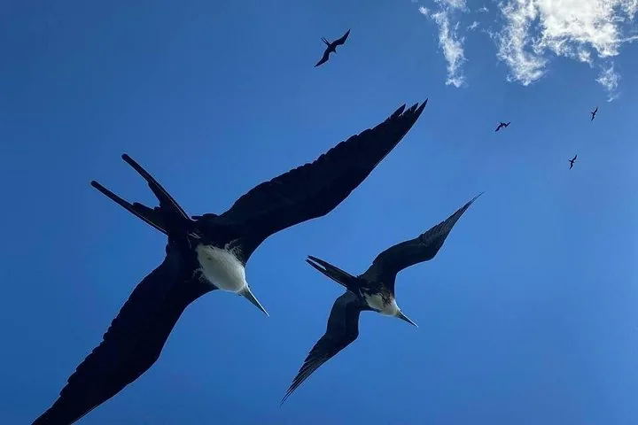 Several frigatebirds flying against a blue sky with some clouds.
