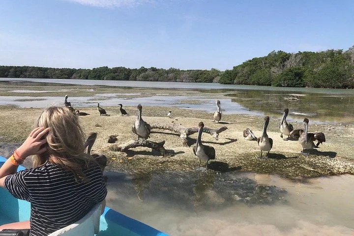 A person on a boat looking at pelicans and other birds on a sandy shore.