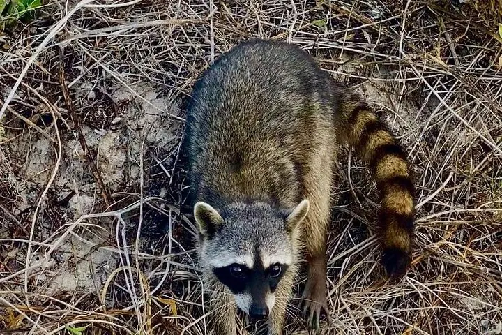 Un raton laveur debout dans des herbes sèches, regardant vers l'appareil photo.